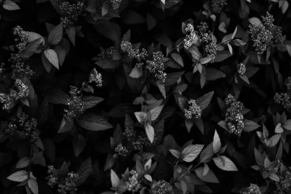 Beau Simple Fond Noir Blanc Plantes Fleurs — Photo