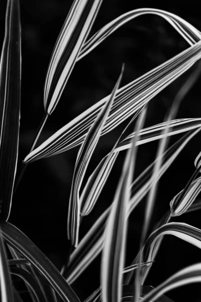Gyönyörű Egyszerű Fekete Fehér Háttér Növények Virágok — Stock Fotó