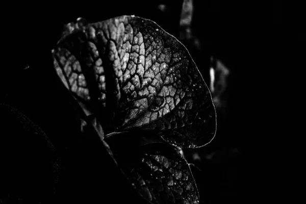 Schöne Und Einfache Schwarz Weiße Hintergrund Von Pflanzen Und Blumen — Stockfoto