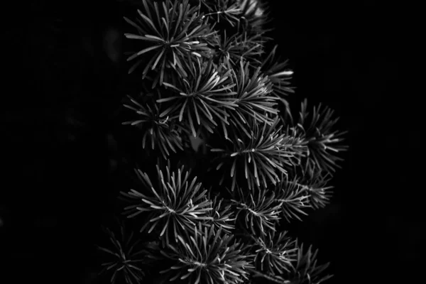 Hermoso Simple Fondo Blanco Negro Plantas Flores — Foto de Stock