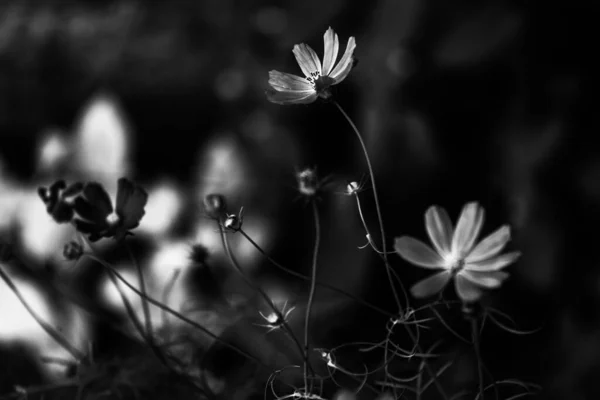 Beautiful Simple Black White Background Plants Flowers — Stock Photo, Image