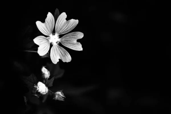 Güzel Basit Bitki Çiçeklerin Siyah Beyaz Arkaplanı — Stok fotoğraf