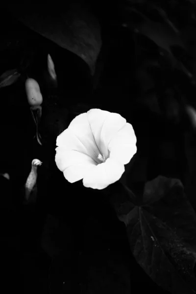 Fundo Preto Branco Bonito Simples Plantas Flores — Fotografia de Stock