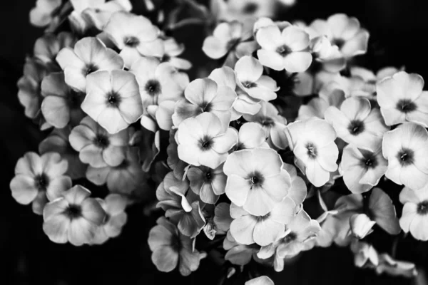 Černé Bílé Květy Abstraktní Pozadí Rostlin Květinových Siluet Stylový Vzor — Stock fotografie
