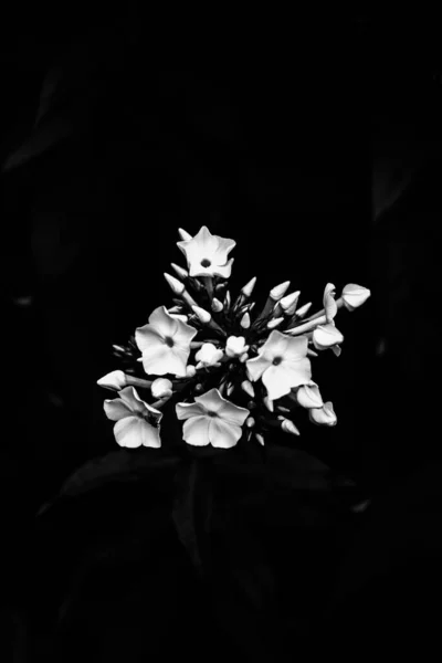 Schwarze Und Weiße Blumen Abstrakter Hintergrund Von Pflanzen Und Blumensilhouetten — Stockfoto