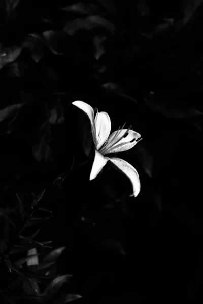 Czarno Białe Kwiaty Abstrakcyjne Tło Roślin Sylwetki Kwiatów Stylowy Wzór — Zdjęcie stockowe