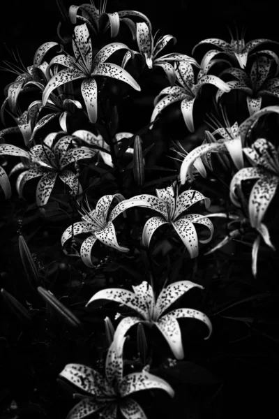 Abstrakte Schwarz Weiß Hintergrund Von Lilien Kontrastierendes Bild Mit Geräuschen — Stockfoto