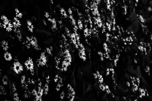 黒と白の花 植物や花のシルエットの抽象的な背景 スタイリッシュなパターン コントラスト画像 — ストック写真