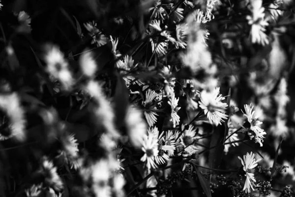 Flores Blancas Negras Fondo Abstracto Plantas Siluetas Flores Patrón Elegante —  Fotos de Stock