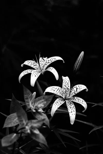 Абстрактный Черно Белый Фон Лилий Контрастное Изображение Шумами — стоковое фото