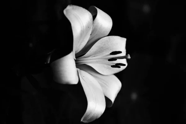Elvont Fekete Fehér Háttér Liliomok Kontrasztos Kép Zajokkal — Stock Fotó