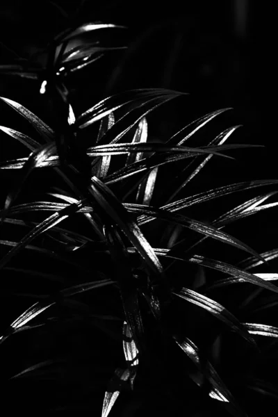 Flores Blancas Negras Fondo Abstracto Plantas Siluetas Flores Patrón Elegante —  Fotos de Stock