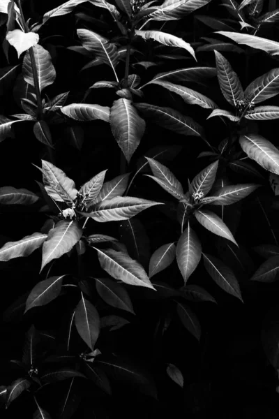 Černé Bílé Květy Abstraktní Pozadí Rostlin Květinových Siluet Stylový Vzor — Stock fotografie