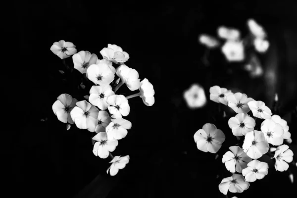 Flores Pretas Brancas Resumo Fundo Plantas Silhuetas Florais Padrão Elegante — Fotografia de Stock