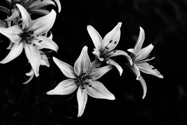 Flores Blancas Negras Fondo Abstracto Plantas Siluetas Flores Patrón Elegante — Foto de Stock