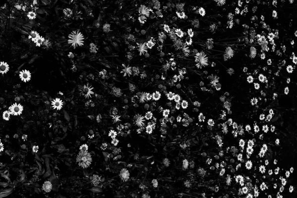 Czarno Białe Kwiaty Abstrakcyjne Tło Roślin Sylwetki Kwiatów Stylowy Wzór — Zdjęcie stockowe