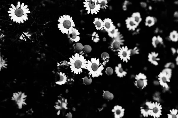 Flores Blancas Negras Fondo Abstracto Plantas Siluetas Flores Patrón Elegante —  Fotos de Stock