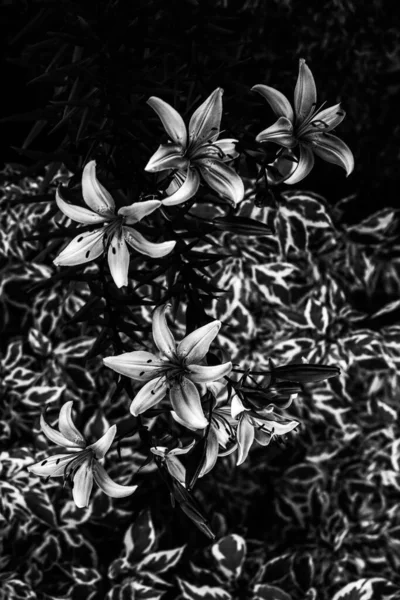 Черно Белые Цветы Абстрактный Фон Растений Цветочных Силуэтов Стильный Узор — стоковое фото