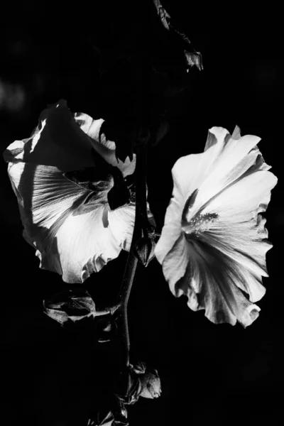 Flores Blancas Negras Fondo Abstracto Plantas Siluetas Flores Patrón Elegante —  Fotos de Stock