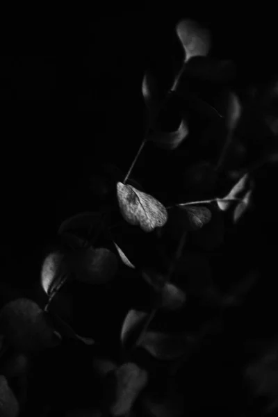 Черно Белые Цветы Абстрактный Фон Растений Цветочных Силуэтов Стильный Узор — стоковое фото