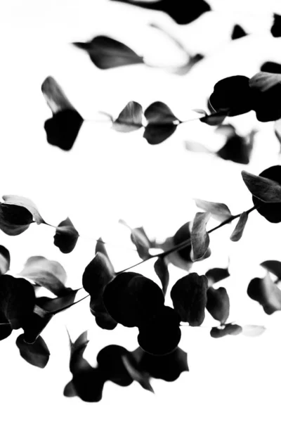 Черно Белый Эвкалипт Абстрактное Изображение Нечеткое Шумное Фото Сушеных Цветов — стоковое фото