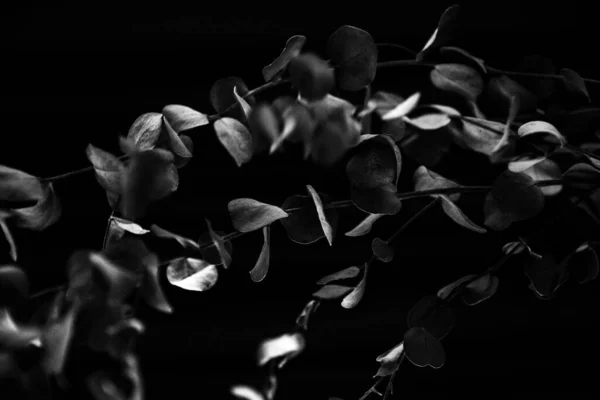 Black White Eucalyptus Abstract Image Fuzzy Noisy Photo Dried Flowers — Stock Photo, Image