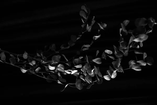 Eucalipto Blanco Negro Imagen Abstracta Foto Borrosa Ruidosa Flores Secas —  Fotos de Stock