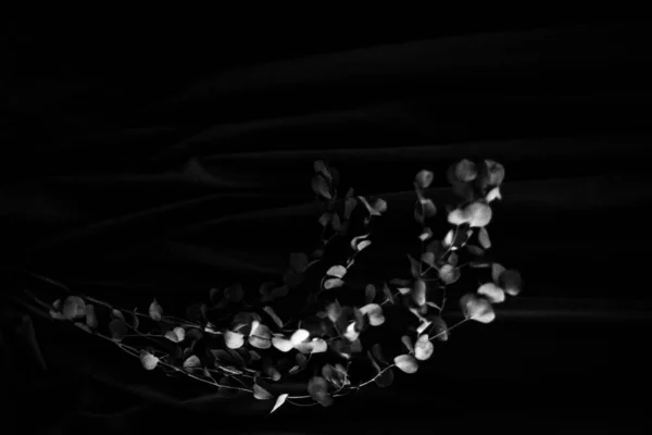 Svartvita Blommor Abstrakt Bakgrund Växter Och Blommor Silhuetter Stilrent Mönster — Stockfoto