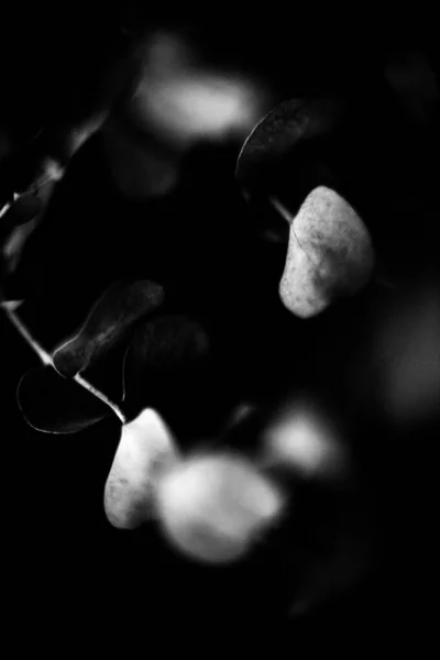 Όμορφο Και Απλό Μαύρο Και Άσπρο Φόντο Των Φυτών Και — Φωτογραφία Αρχείου