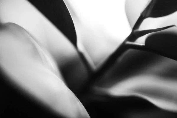 Krásné Jednoduché Černobílé Pozadí Rostlin Květin — Stock fotografie