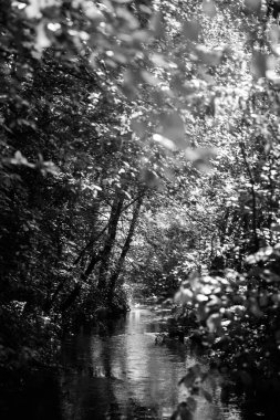 Ters çevrilmiş dünya, siyah-beyaz doğa, suyun dokusu ve ağaçlı bitkiler.