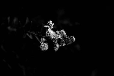 yaz karanlık soyut arka plan, bulanık ve bulanık, yumuşak odak