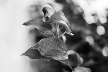 yaz karanlık soyut arka plan, bulanık ve bulanık, yumuşak odak