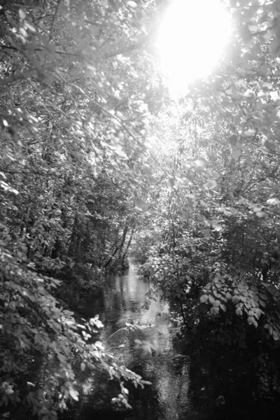 Mundo Invertido Naturaleza Blanco Negro Textura Del Agua Plantas Con — Foto de Stock