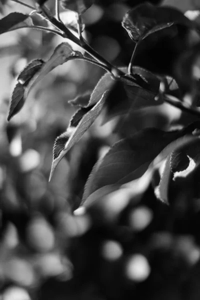 Fondo Abstracto Oscuro Verano Difuminación Desenfoque Enfoque Suave —  Fotos de Stock