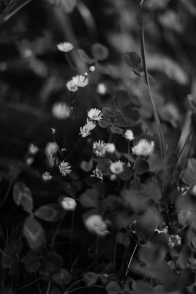 夏の暗い抽象的な背景 ぼやけてぼやけている 柔らかい焦点 — ストック写真