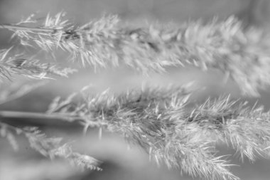 yaz karanlık soyut arka plan, bulanık ve bulanık, yumuşak odak