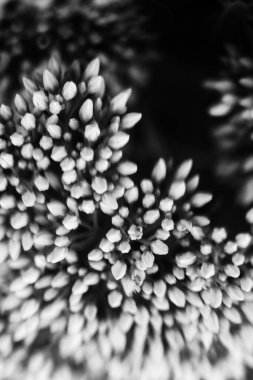 yaz karanlık soyut arka plan, bulanık ve bulanık, yumuşak odak