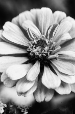 yaz karanlık soyut arka plan, bulanık ve bulanık, yumuşak odak