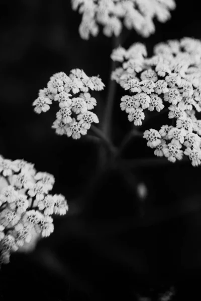 Verano Plantas Blanco Negro Enfoque Suave Fondo Oscuro Floral Espacio — Foto de Stock