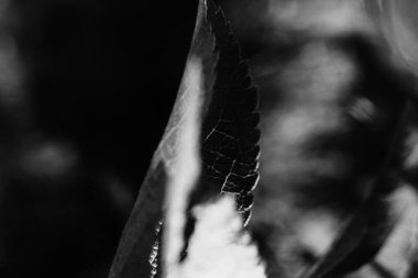 Yumuşak odaklı yaz siyah beyaz bitkileri, çiçekli koyu arkaplan, metin için boşluk