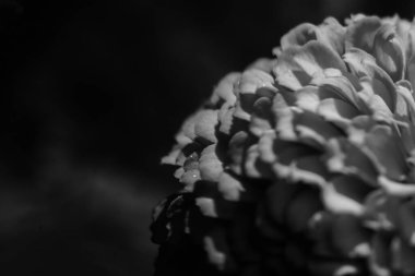 Yumuşak odaklı yaz siyah beyaz bitkileri, çiçekli koyu arkaplan, metin için boşluk