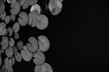 Nilüferler suda, kara yosunlar