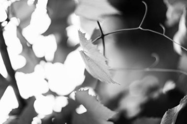 Yumuşak odaklı yaz siyah beyaz bitkileri, çiçekli koyu arkaplan, metin için boşluk