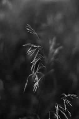 Yumuşak odaklı yaz siyah beyaz bitkileri, çiçekli koyu arkaplan, metin için boşluk