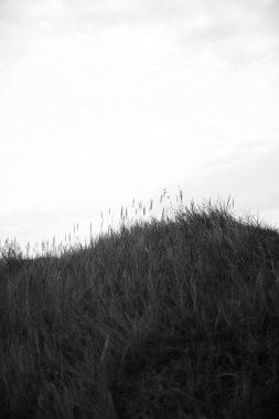 Yumuşak odaklı yaz siyah beyaz bitkileri, çiçekli koyu arkaplan, metin için boşluk