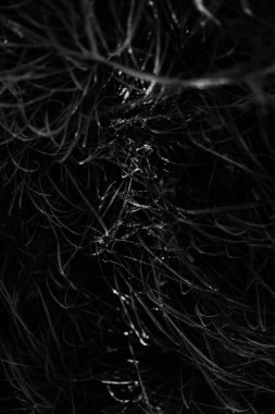 Yumuşak odaklı yaz siyah beyaz bitkileri, çiçekli koyu arkaplan, metin için boşluk