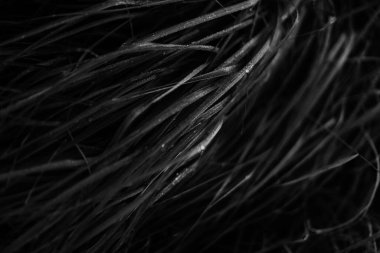 Yumuşak odaklı yaz siyah beyaz bitkileri, çiçekli koyu arkaplan, metin için boşluk