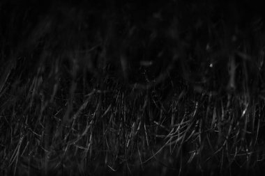 Yumuşak odaklı yaz siyah beyaz bitkileri, çiçekli koyu arkaplan, metin için boşluk