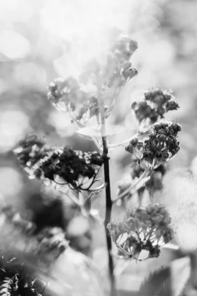 Καλοκαιρινά Ασπρόμαυρα Φυτά Απαλή Εστίαση Floral Σκούρο Φόντο Χώρος Για — Φωτογραφία Αρχείου